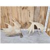 Image 2 : 2 Moose Shed Antlers