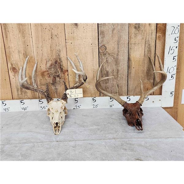 2 Sets Of Whitetail Antlers On Skull