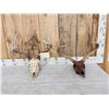 Image 1 : 2 Sets Of Whitetail Antlers On Skull