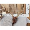 Image 2 : 2 Sets Of Whitetail Antlers On Skull