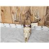 Image 4 : 2 Sets Of Whitetail Antlers On Skull