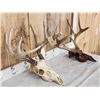 Image 5 : 2 Sets Of Whitetail Antlers On Skull