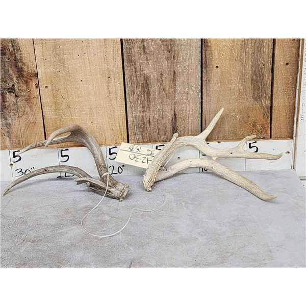 2 Double Main Beam Whitetail Shed Antlers