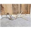 Image 1 : 2 Double Main Beam Whitetail Shed Antlers