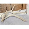 Image 2 : 2 Double Main Beam Whitetail Shed Antlers