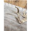 Image 4 : 2 Double Main Beam Whitetail Shed Antlers