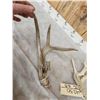 Image 5 : 2 Double Main Beam Whitetail Shed Antlers