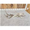 Image 6 : 2 Double Main Beam Whitetail Shed Antlers