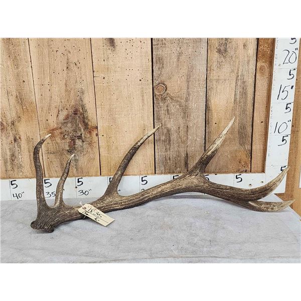 6.4 Lbs Red Stag Shed Antler