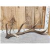 Image 1 : 6.4 Lbs Red Stag Shed Antler