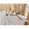 Image 2 : 6.4 Lbs Red Stag Shed Antler