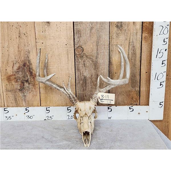 4x5 Whitetail Antlers On Skull