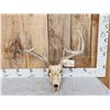 Image 1 : 4x5 Whitetail Antlers On Skull