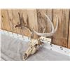 Image 2 : 4x5 Whitetail Antlers On Skull
