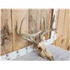 Image 3 : 4x5 Whitetail Antlers On Skull