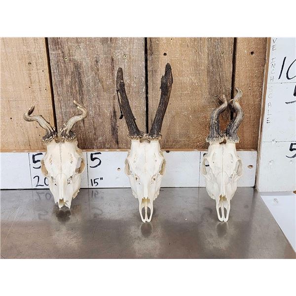 3 Sets Of Nontypical Roe Deer Antlers On Skulls