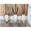 Image 1 : 3 Sets Of Nontypical Roe Deer Antlers On Skulls