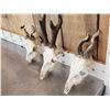 Image 2 : 3 Sets Of Nontypical Roe Deer Antlers On Skulls