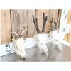 Image 3 : 3 Sets Of Nontypical Roe Deer Antlers On Skulls