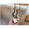 Image 4 : 3 Sets Of Nontypical Roe Deer Antlers On Skulls