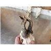 Image 5 : 3 Sets Of Nontypical Roe Deer Antlers On Skulls