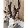 Image 6 : 3 Sets Of Nontypical Roe Deer Antlers On Skulls