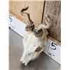 Image 7 : 3 Sets Of Nontypical Roe Deer Antlers On Skulls