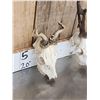 Image 8 : 3 Sets Of Nontypical Roe Deer Antlers On Skulls
