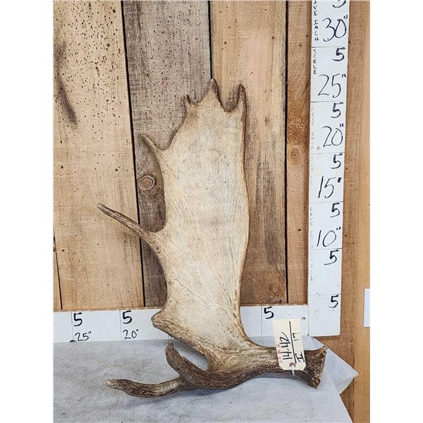 10.9 Lbs Moose Shed Antler