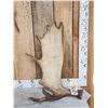 Image 1 : 10.9 Lbs Moose Shed Antler