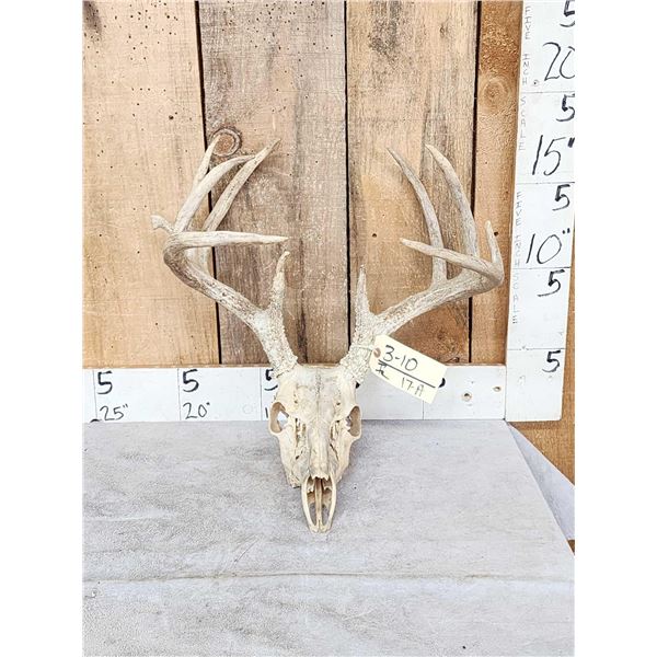 5x5 Whitetail Antlers On Skull