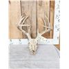 Image 1 : 5x5 Whitetail Antlers On Skull