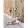 Image 2 : 5x5 Whitetail Antlers On Skull