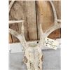 Image 3 : 5x5 Whitetail Antlers On Skull