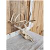 Image 4 : 5x5 Whitetail Antlers On Skull
