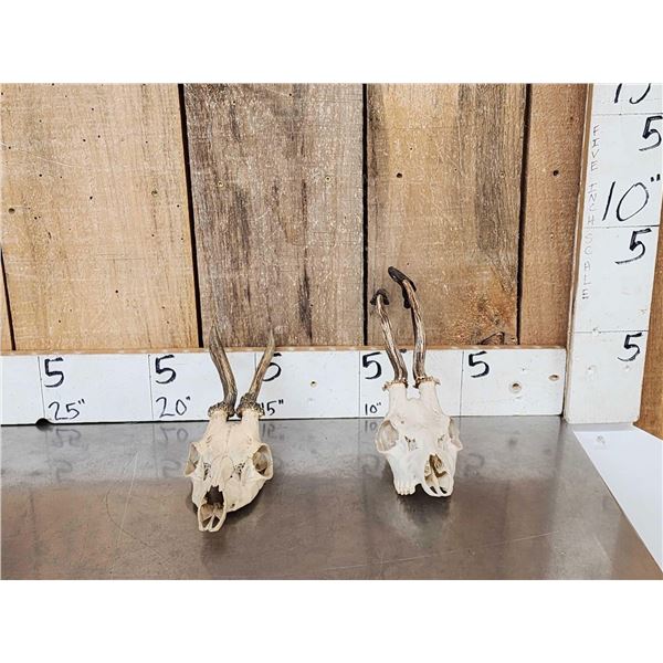 2 Sets Of Roe Deer Antlers On Skulls