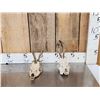 Image 1 : 2 Sets Of Roe Deer Antlers On Skulls
