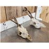 Image 2 : 2 Sets Of Roe Deer Antlers On Skulls