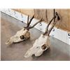 Image 3 : 2 Sets Of Roe Deer Antlers On Skulls