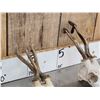 Image 5 : 2 Sets Of Roe Deer Antlers On Skulls