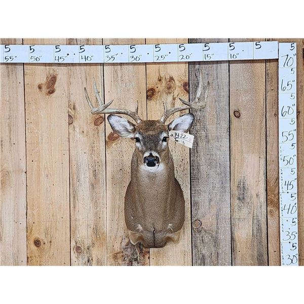 4x5 Whitetail Shoulder Mount Taxidermy