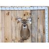 Image 1 : 4x5 Whitetail Shoulder Mount Taxidermy