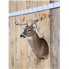 Image 2 : 4x5 Whitetail Shoulder Mount Taxidermy