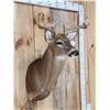 Image 3 : 4x5 Whitetail Shoulder Mount Taxidermy
