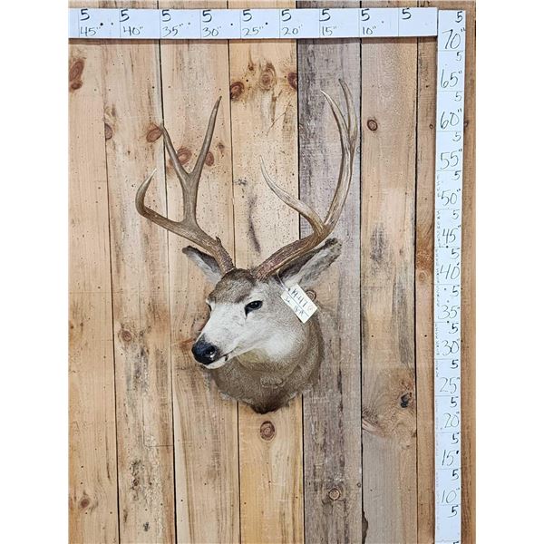 3x4 Mule Deer Shoulder Mount Taxidermy