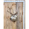 Image 1 : 3x4 Mule Deer Shoulder Mount Taxidermy