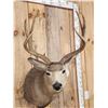 Image 2 : 3x4 Mule Deer Shoulder Mount Taxidermy