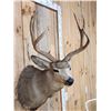 Image 3 : 3x4 Mule Deer Shoulder Mount Taxidermy