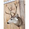 Image 4 : 3x4 Mule Deer Shoulder Mount Taxidermy