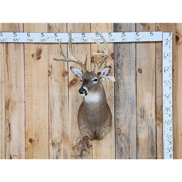 Nice 4x4 Whitetail Shoulder Mount Taxidermy